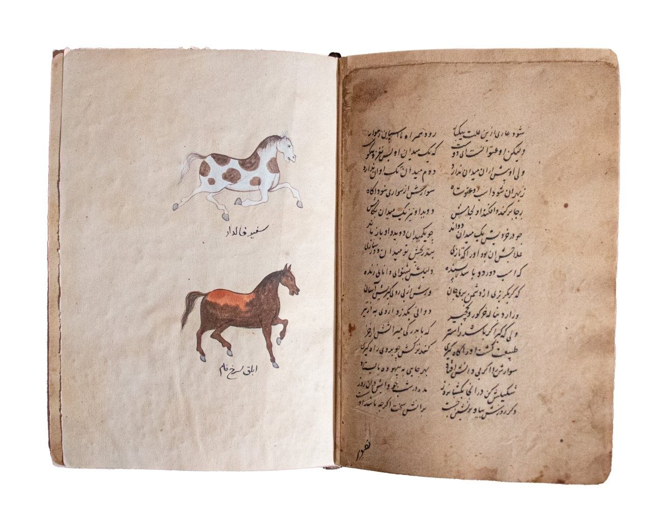 Resaleh Fors Nameh Mossavvar  Manuscript of Anatomy of a Horse C18th / C19th   Persia, 18th/19th Century