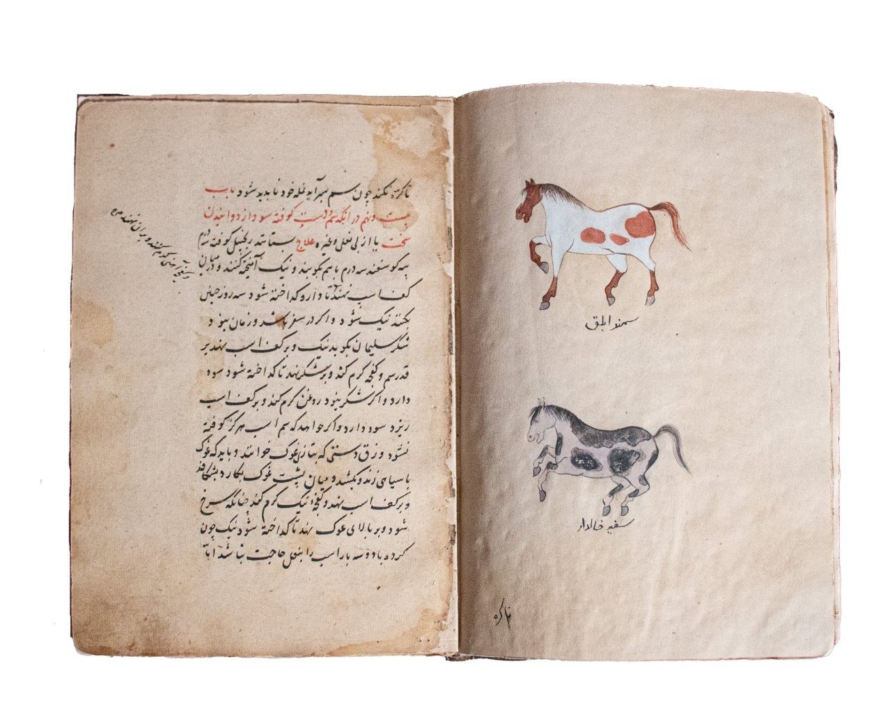 Resaleh Fors Nameh Mossavvar  Manuscript of Anatomy of a Horse C18th / C19th   Persia, 18th/19th Century