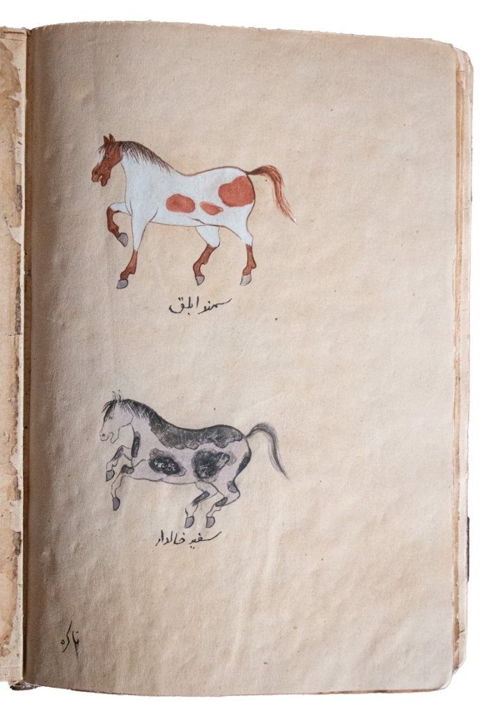 Resaleh Fors Nameh Mossavvar  Manuscript of Anatomy of a Horse C18th / C19th   Persia, 18th/19th Century