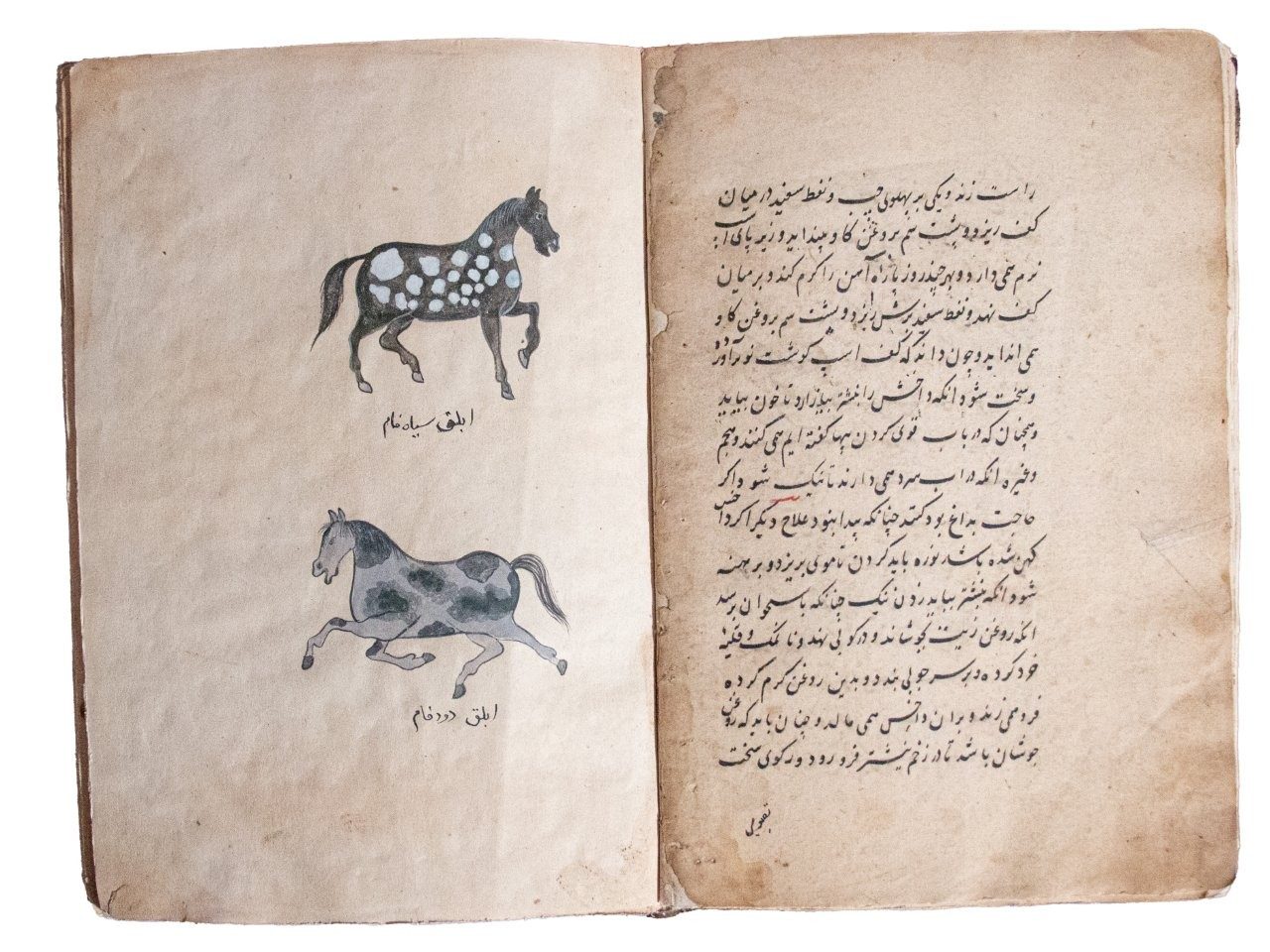 Resaleh Fors Nameh Mossavvar  Manuscript of Anatomy of a Horse C18th / C19th   Persia, 18th/19th Century