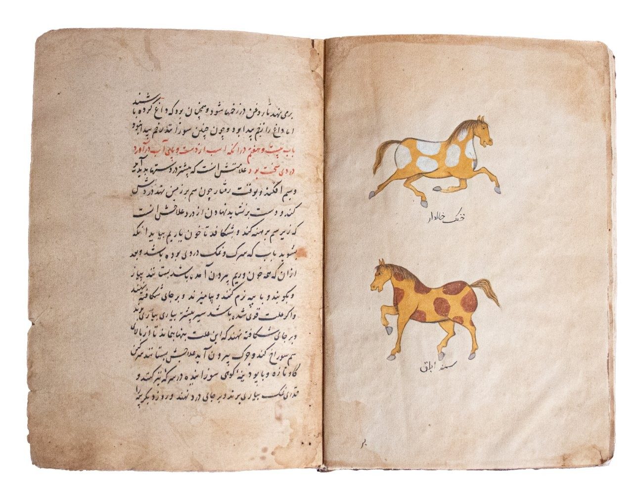 Resaleh Fors Nameh Mossavvar  Manuscript of Anatomy of a Horse C18th / C19th   Persia, 18th/19th Century