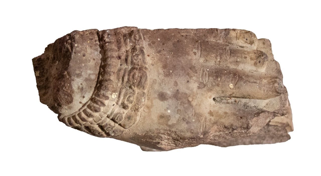 Foot from a Yakshi or Goddess, in Mathura (Indian) Red Sandstone maybe C3rd-C5th