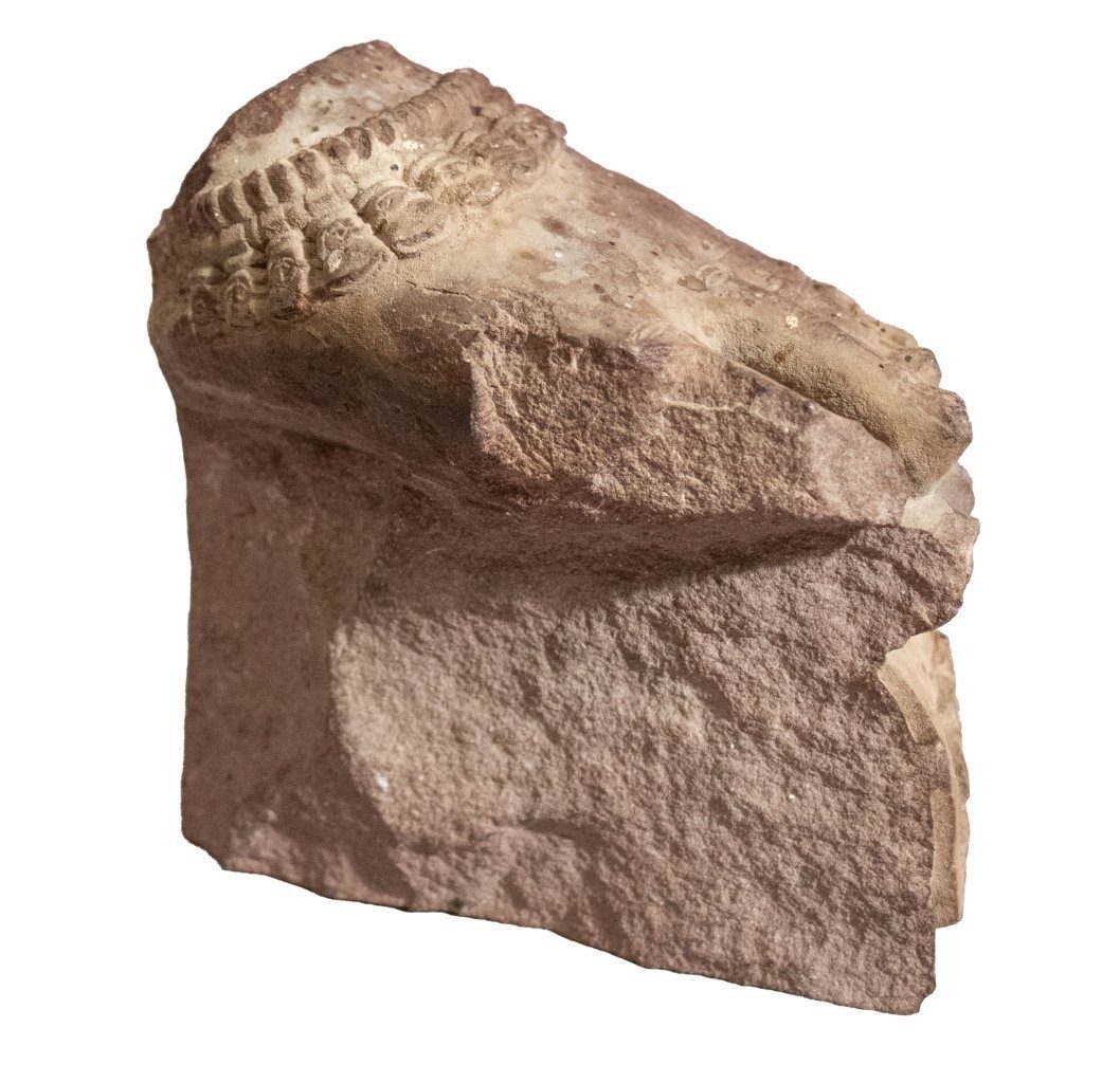 Foot from a Yakshi or Goddess, in Mathura (Indian) Red Sandstone maybe C3rd-C5th